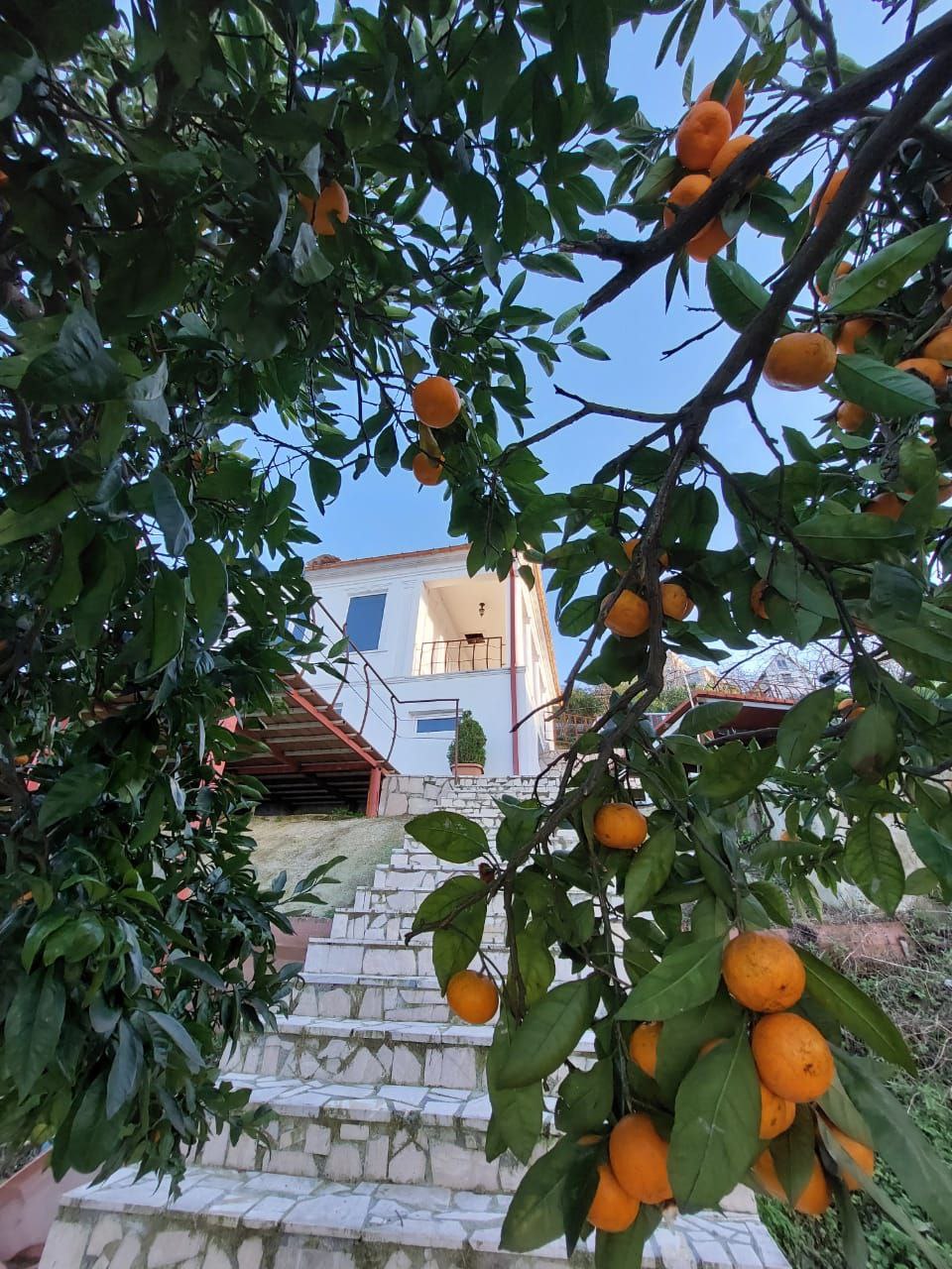 12 oranges in tree