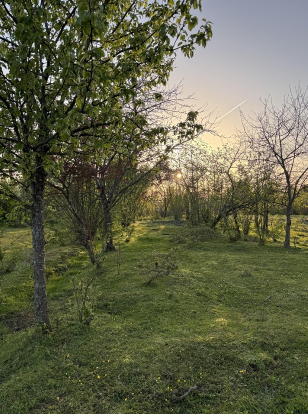 6500m land for sale kobuleti orchard